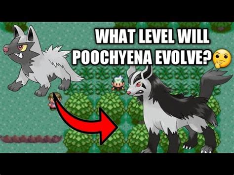Poochyena Location, Evolution, and Learnset .